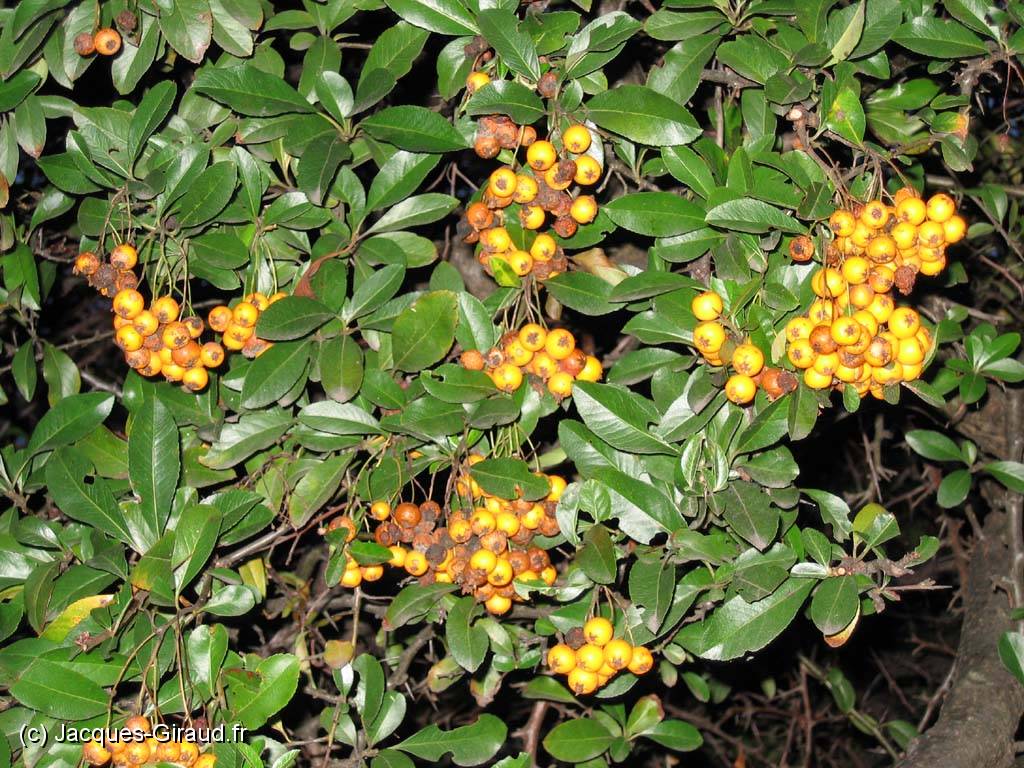 2005-10-24 18-22-56 octobre 78,1mm 1_60_eme f4,0(x1024).jpg